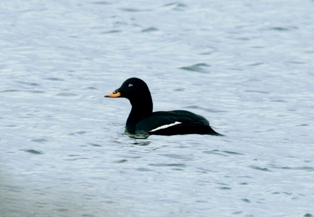 Image of the Velvet Scoter