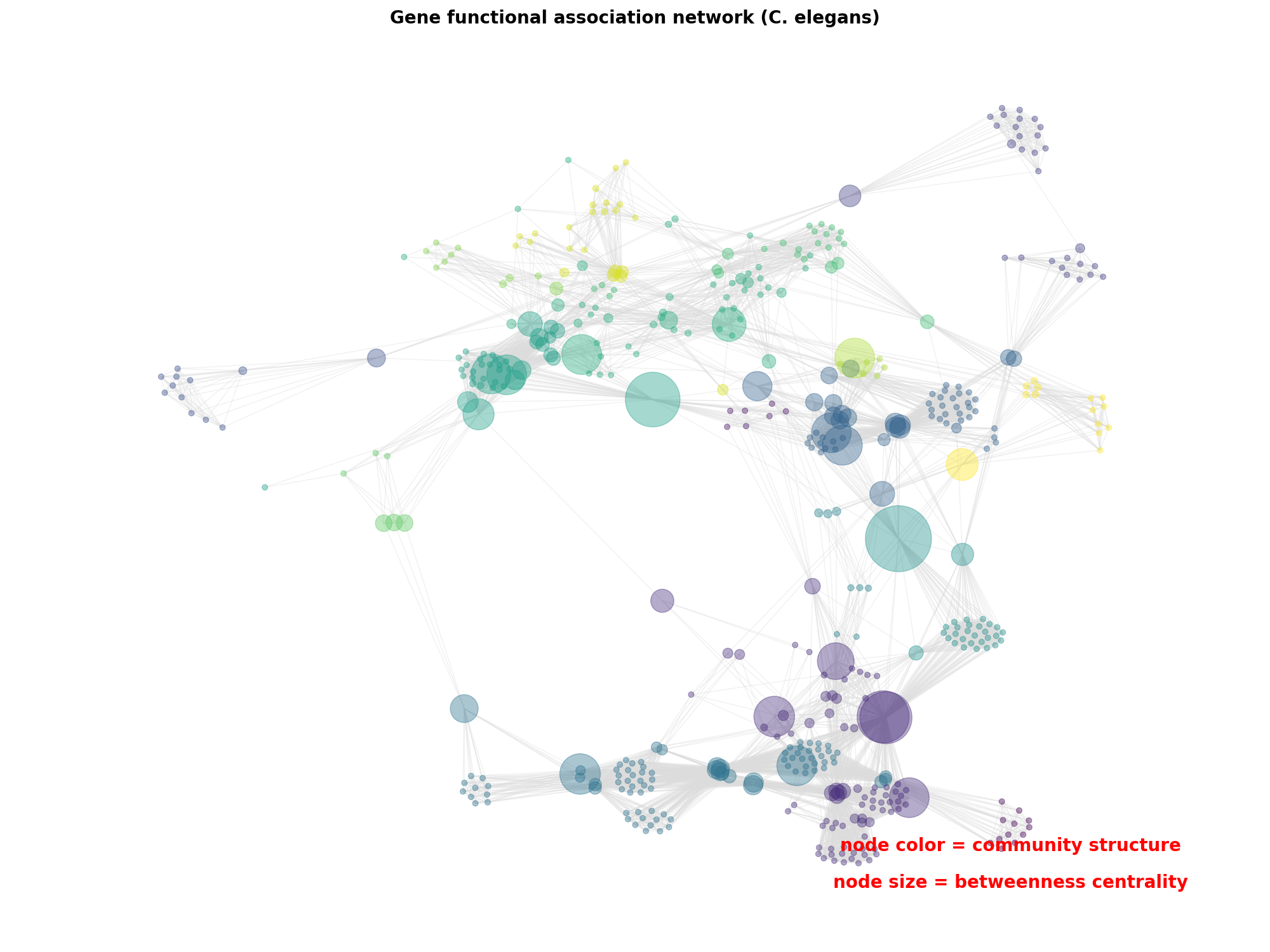 Gene functional association network (C. elegans)