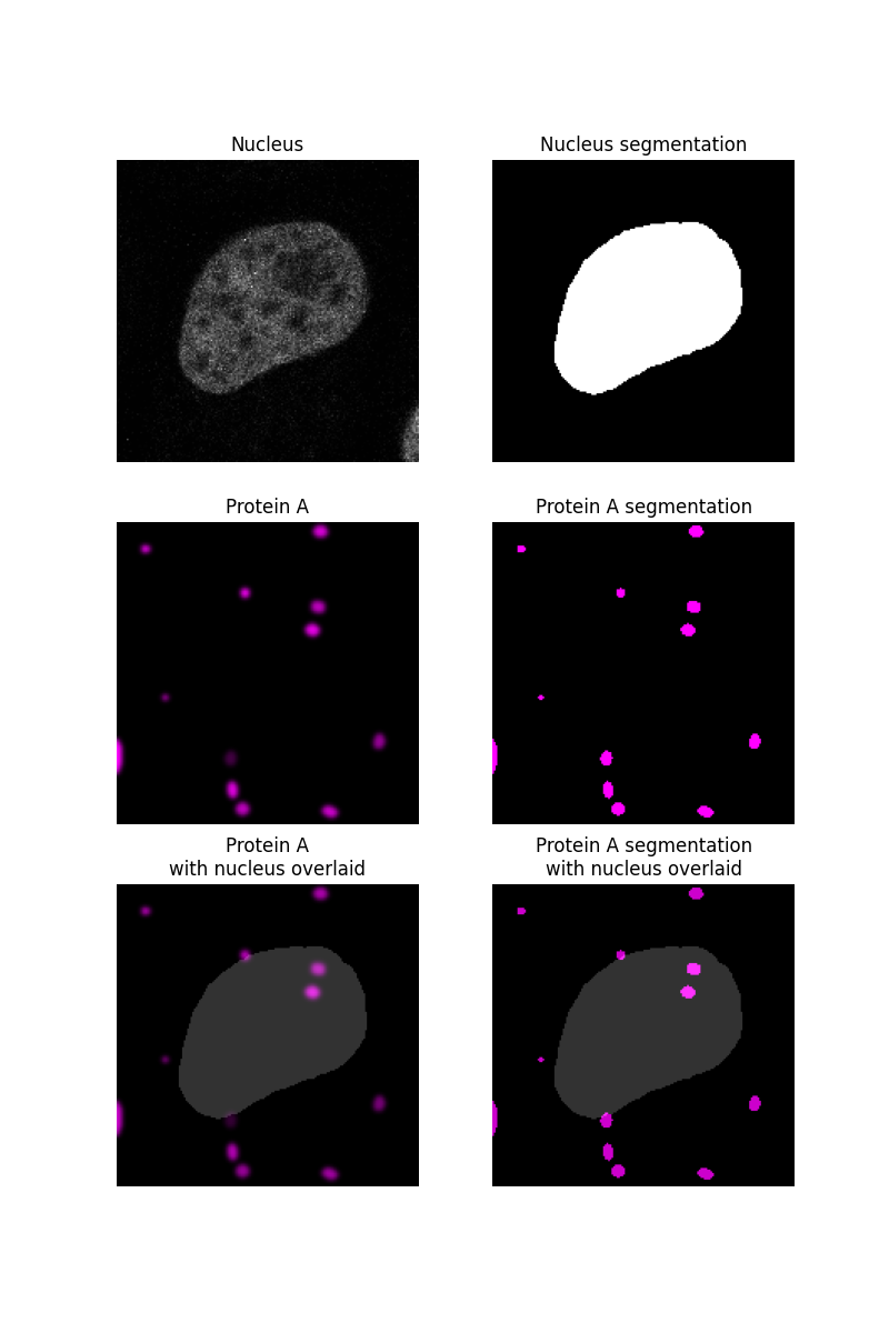 Nucleus, Nucleus segmentation, Protein A, Protein A segmentation, Protein A with nucleus overlaid, Protein A segmentation with nucleus overlaid