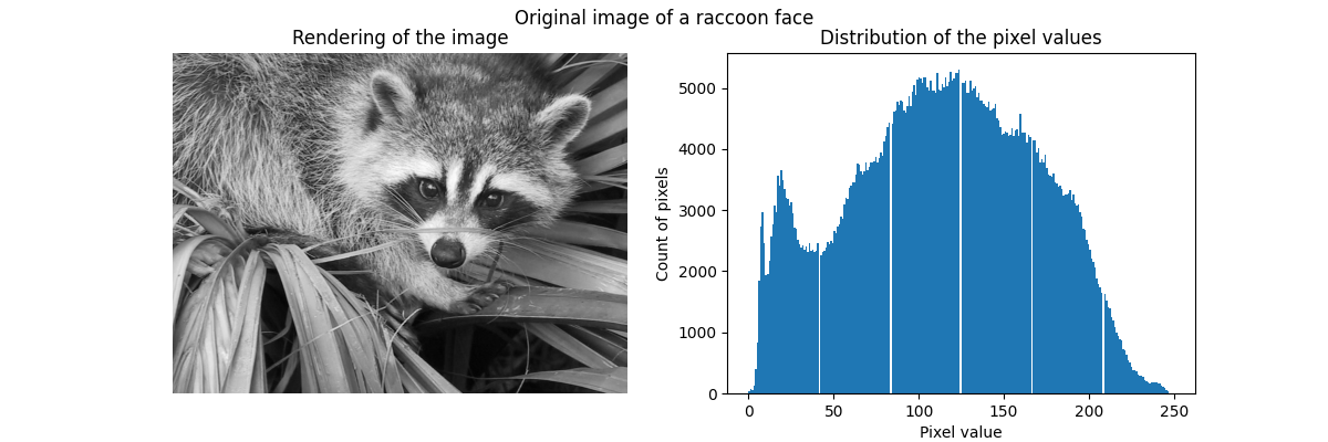 Original image of a raccoon face, Rendering of the image, Distribution of the pixel values